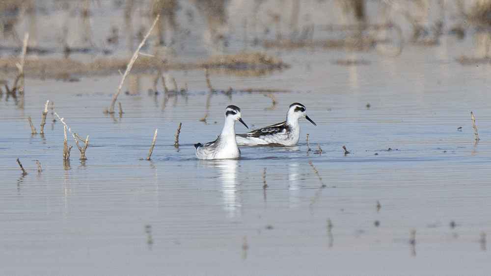Red-necked Phalarope